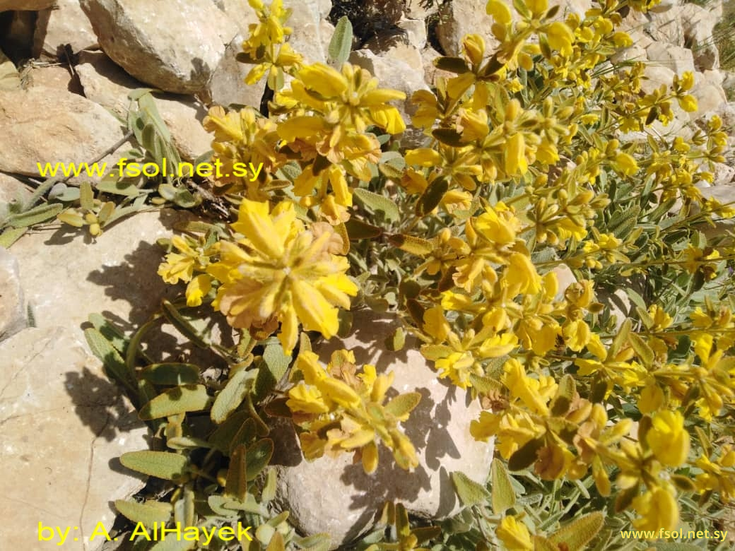 Phlomis syriaca Boiss.